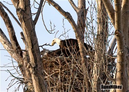 Bald Eagle pair at nest photo