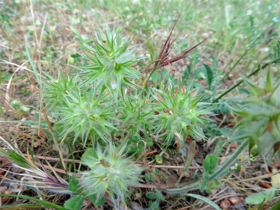 Trifolium arvense L., 1753