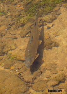 Mountain Whitefish