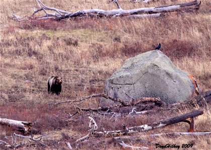 Grizzly Bear