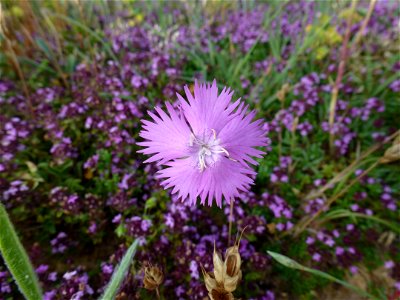 Dianthus gallicus Pers., 1805