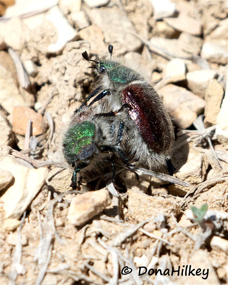 Paracotalpa granicollis