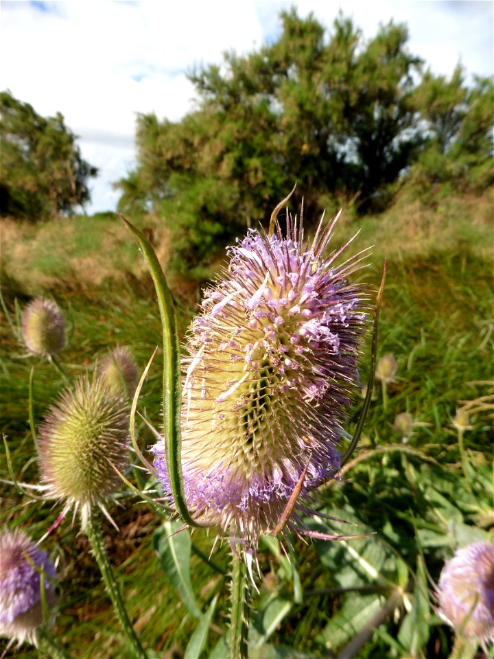 Dipsacus fullonum L., 1753
