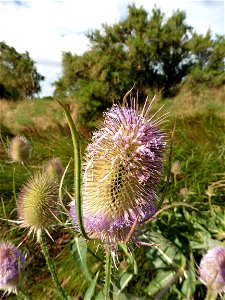 Dipsacus fullonum L., 1753