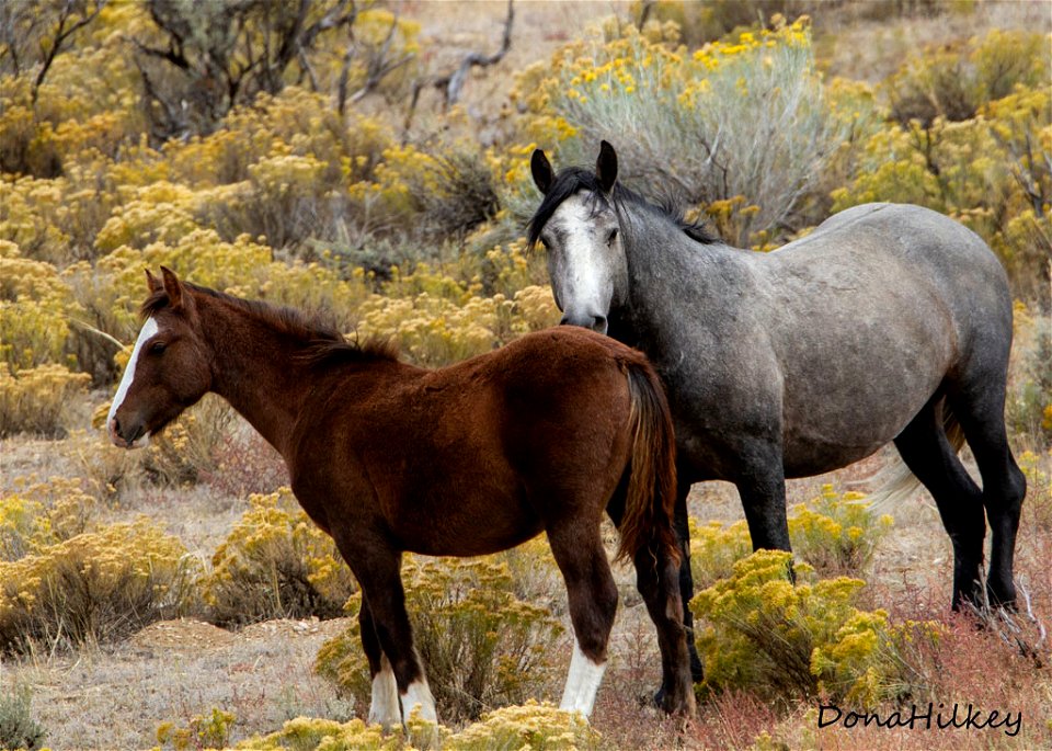 web-Gray-and-foal-in-rabbitbrush-sept2019