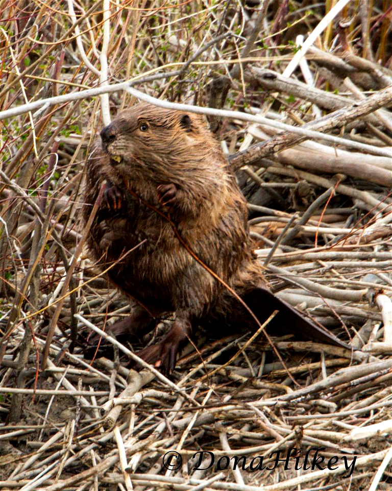 Beaver