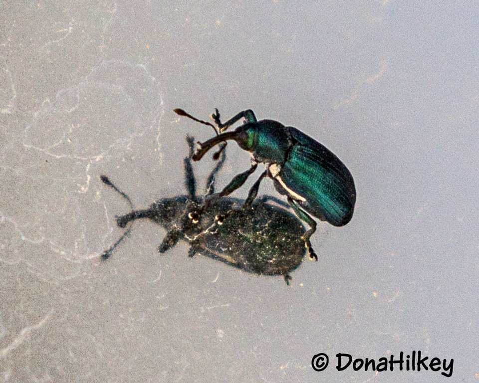 Snout and Bark Beetles  Superfamily Curculionoidea