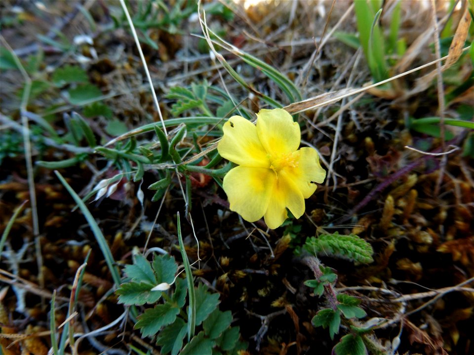 Fumana procumbens (Dunal) Gren. & Godr., 1847