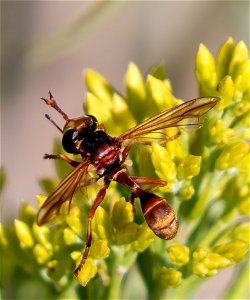 Thick-headed Fly