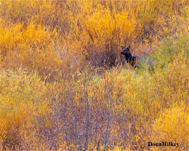 elk-10oct2020-SouthFork-2