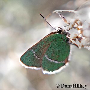 Sheridan's-Hairstreak-29april2020-CR-12