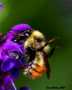 Great Basin Bumble Bee