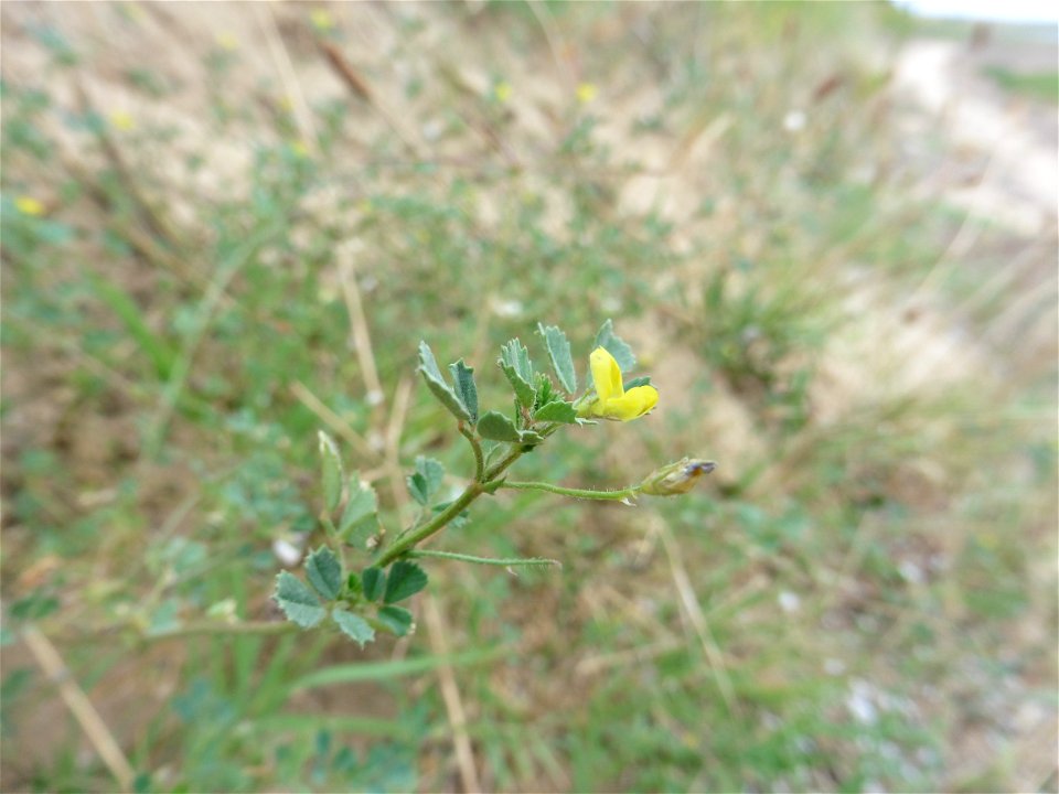 Medicago littoralis Rohde ex Loisel., 1810