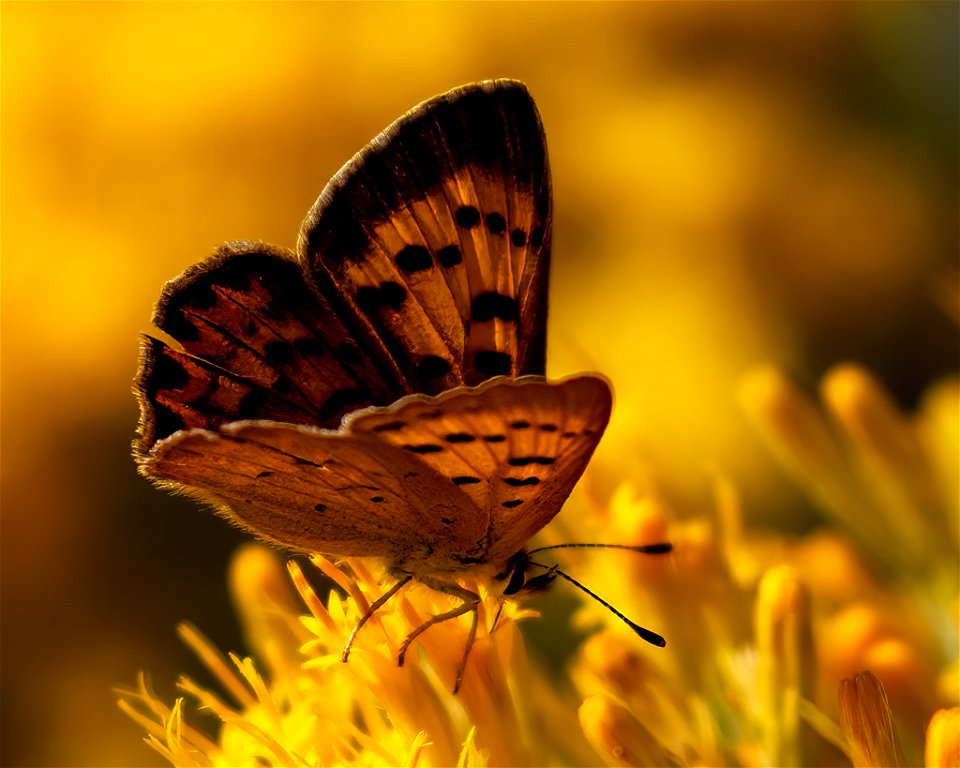 Purplish Copper s