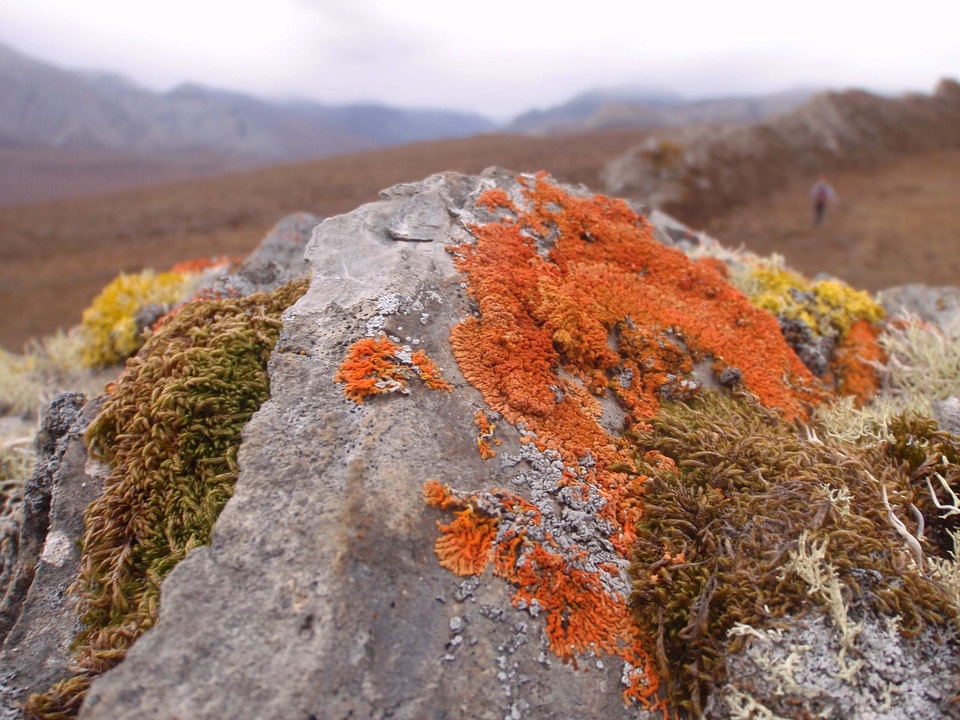 A variety of lichen and moss