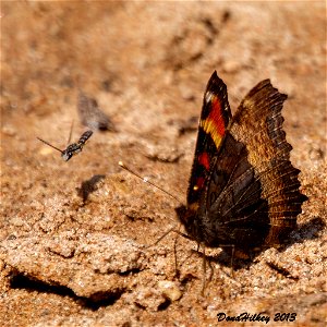 Milbert's Tortoiseshell