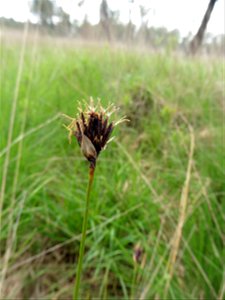 Schoenus nigricans L., 1753