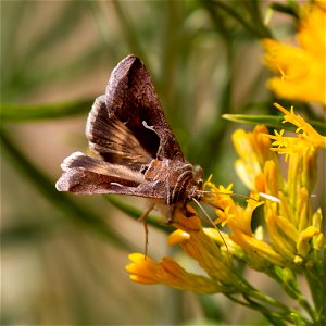 Celery Looper Moth (Anagrapha falcifera)