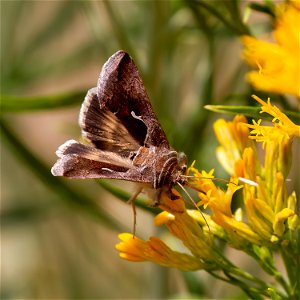 Celery Looper Moth (Anagrapha falcifera) photo