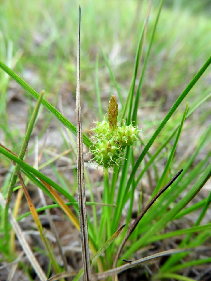 Carex viridula Michx., 1803