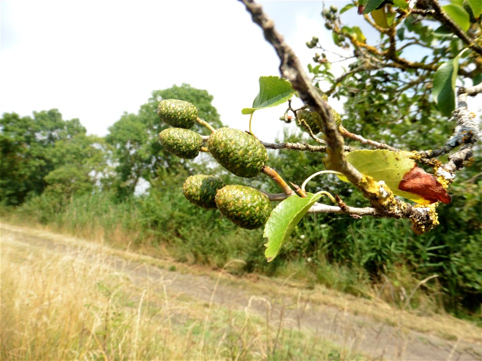Alnus cordata (Loisel.) Duby, 1828