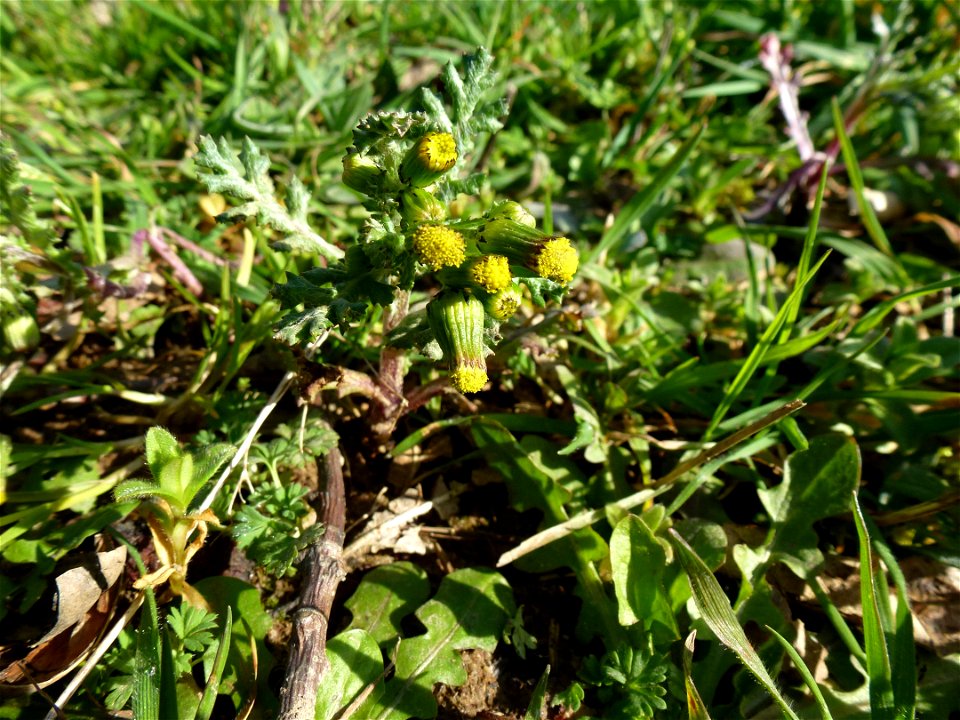 Senecio vulgaris L., 1753