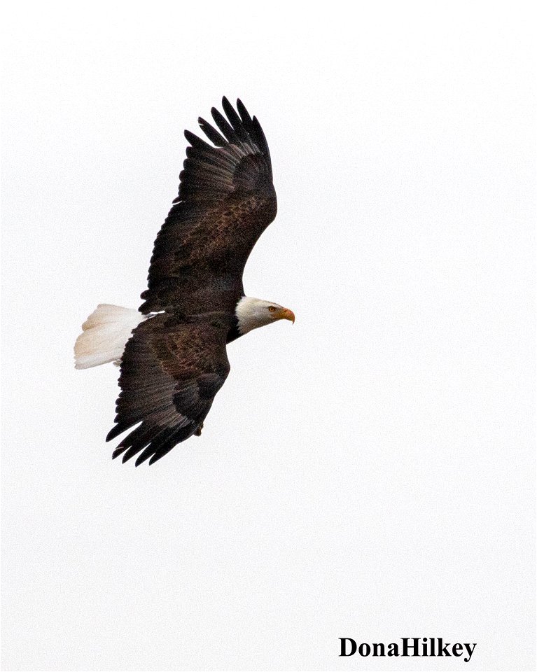 BAEA-10Dec2020-Brown's-Park-NWR-2