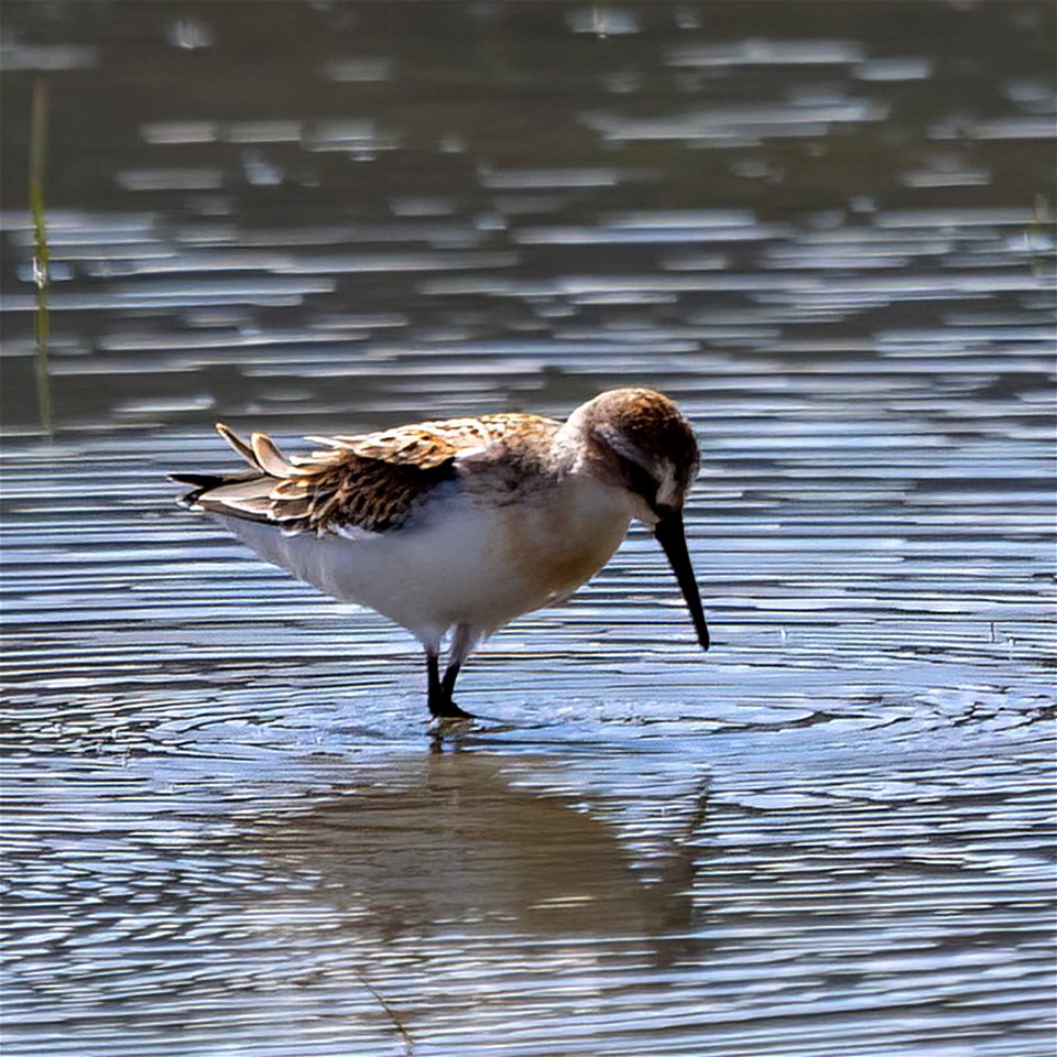 Western Sandpiper