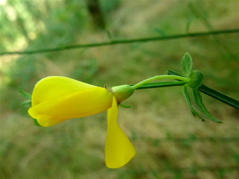 Cytisus scoparius (L.) Link, 1822