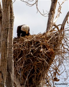 BAEA-on-nest-2--24march2019-CR15 photo