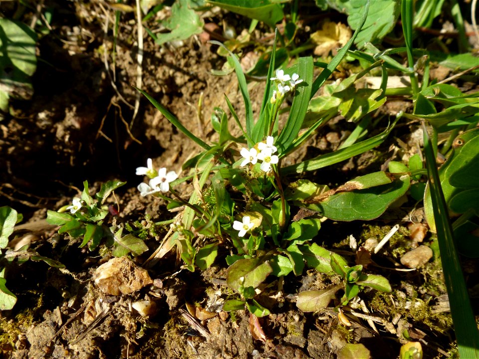 Microthlaspi perfoliatum (L.) F.K.Mey., 1973