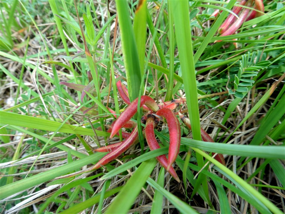 Astragalus monspessulanus L., 1753