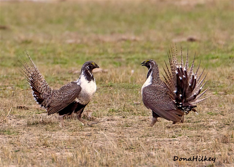 Greater Sage Grouse