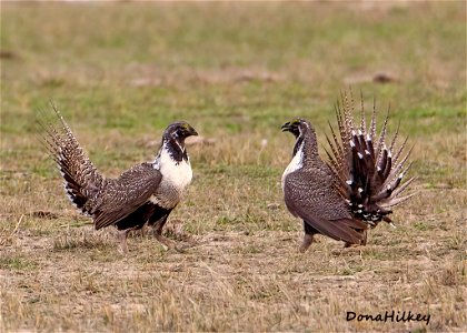 Greater Sage Grouse