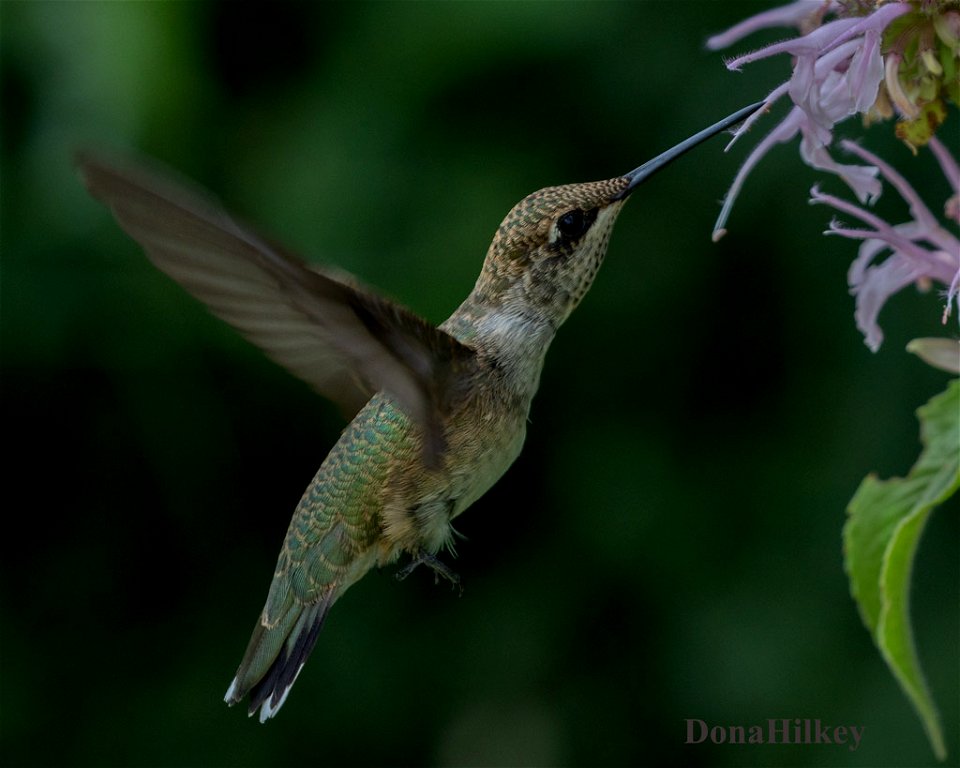 Black-chinned Hummingbird