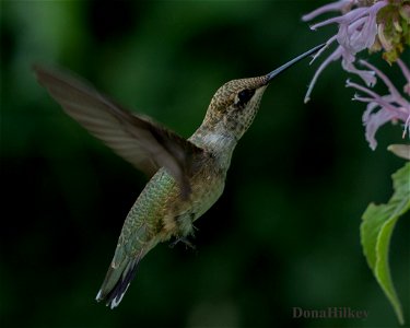 Black-chinned Hummingbird photo