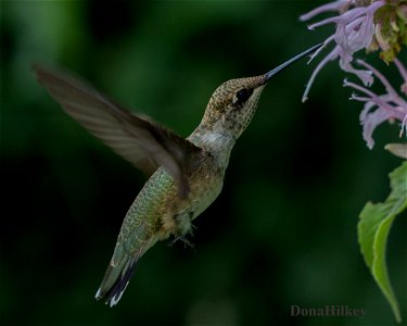 Black-chinned Hummingbird