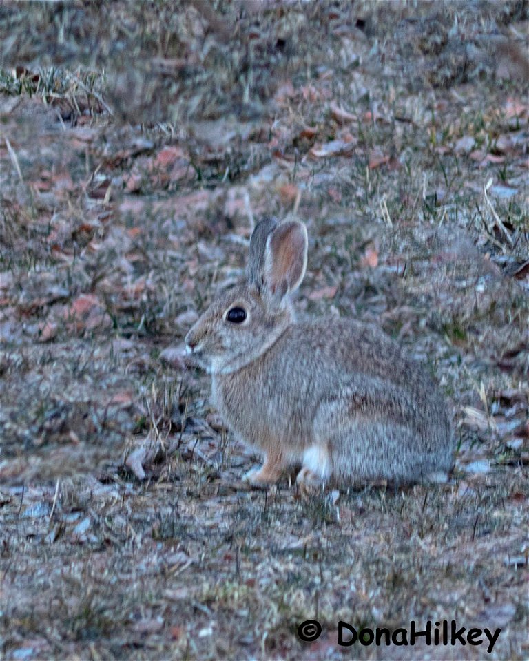 Cottontail-18march2019-home