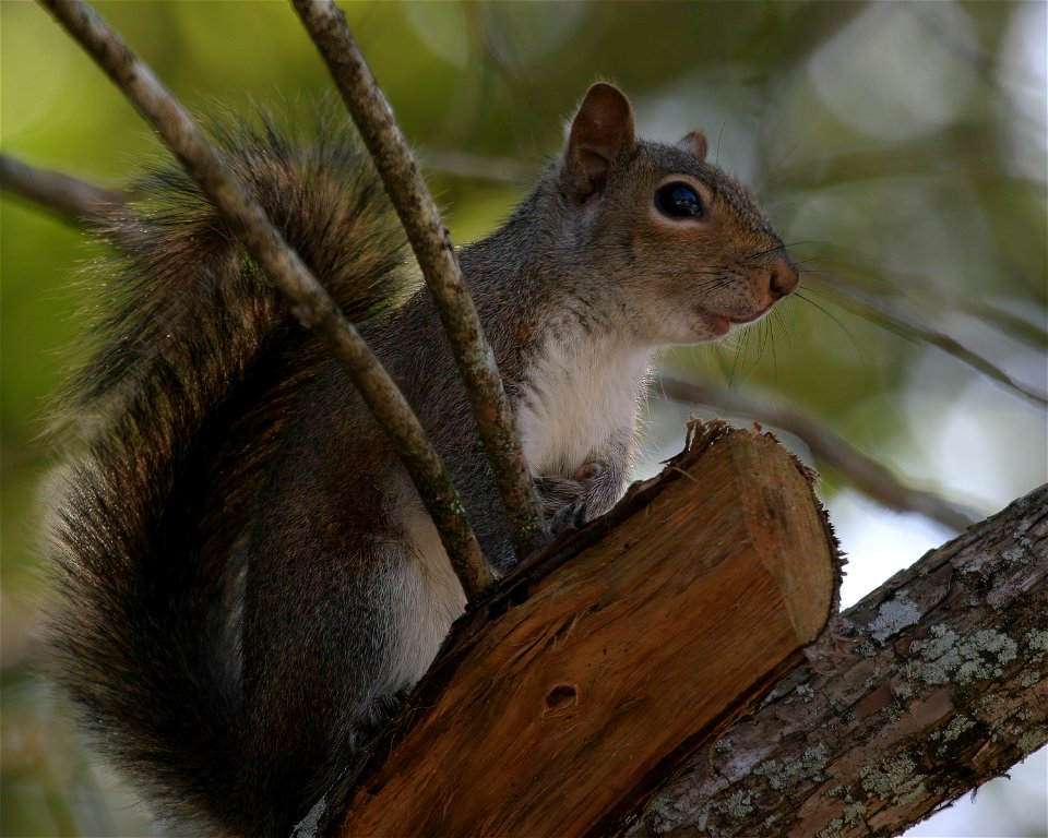 Eastern Gray Squirrel