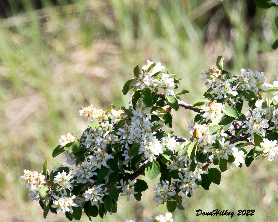 Western Serviceberry
