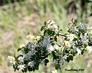 Western Serviceberry