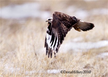 Rough-legged Hawk photo