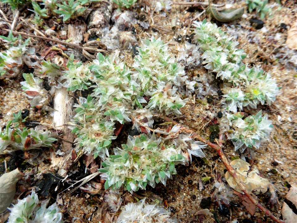 Paronychia argentea Lam., 1779