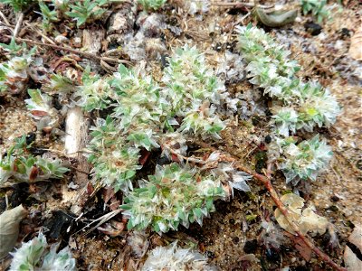 Paronychia argentea Lam., 1779