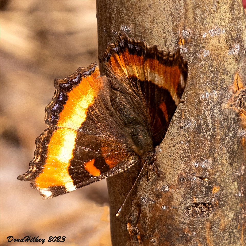 Milbert's Tortoiseshell