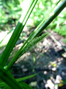 Carex laevigata Sm., 1800