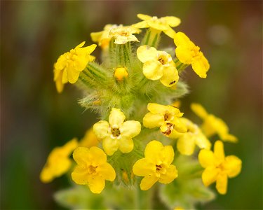 Yellow Crytantha