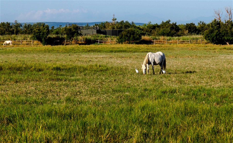 15-08-2019 Aiguamolls de l' Empordà