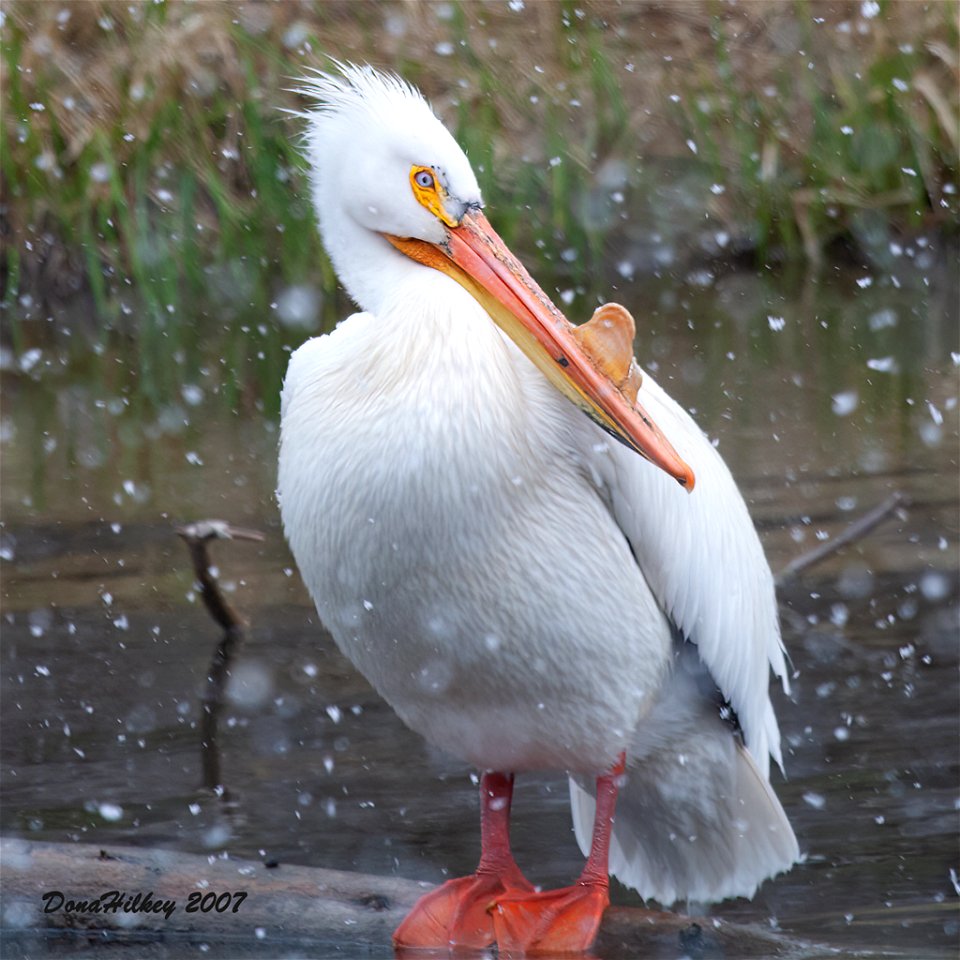 American White Pelican