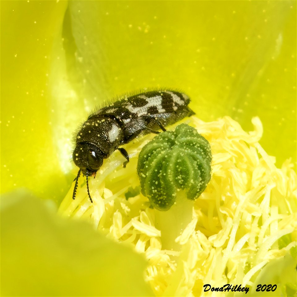 Metallic Wood Boring Beetle,